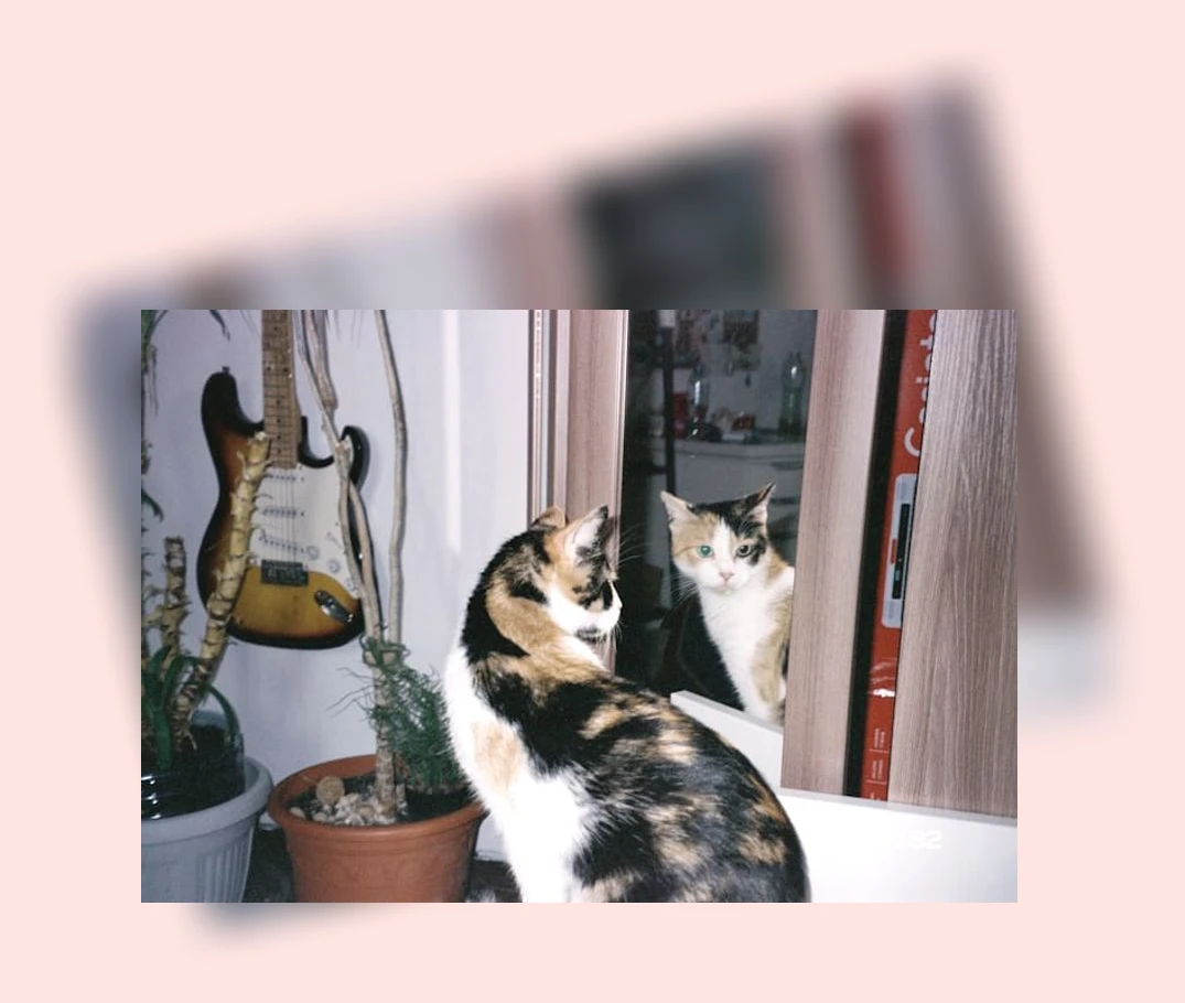 새끼 고양이 목욕_3_subsection
