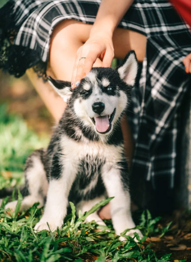 강아지-복숭아먹어도되나