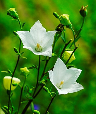 하얀색 도라지 사진