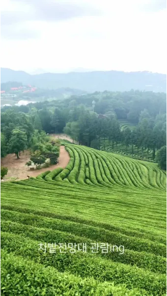 보성 녹차밭 대한다원 입장료 주차 코스 정보 총정리_5