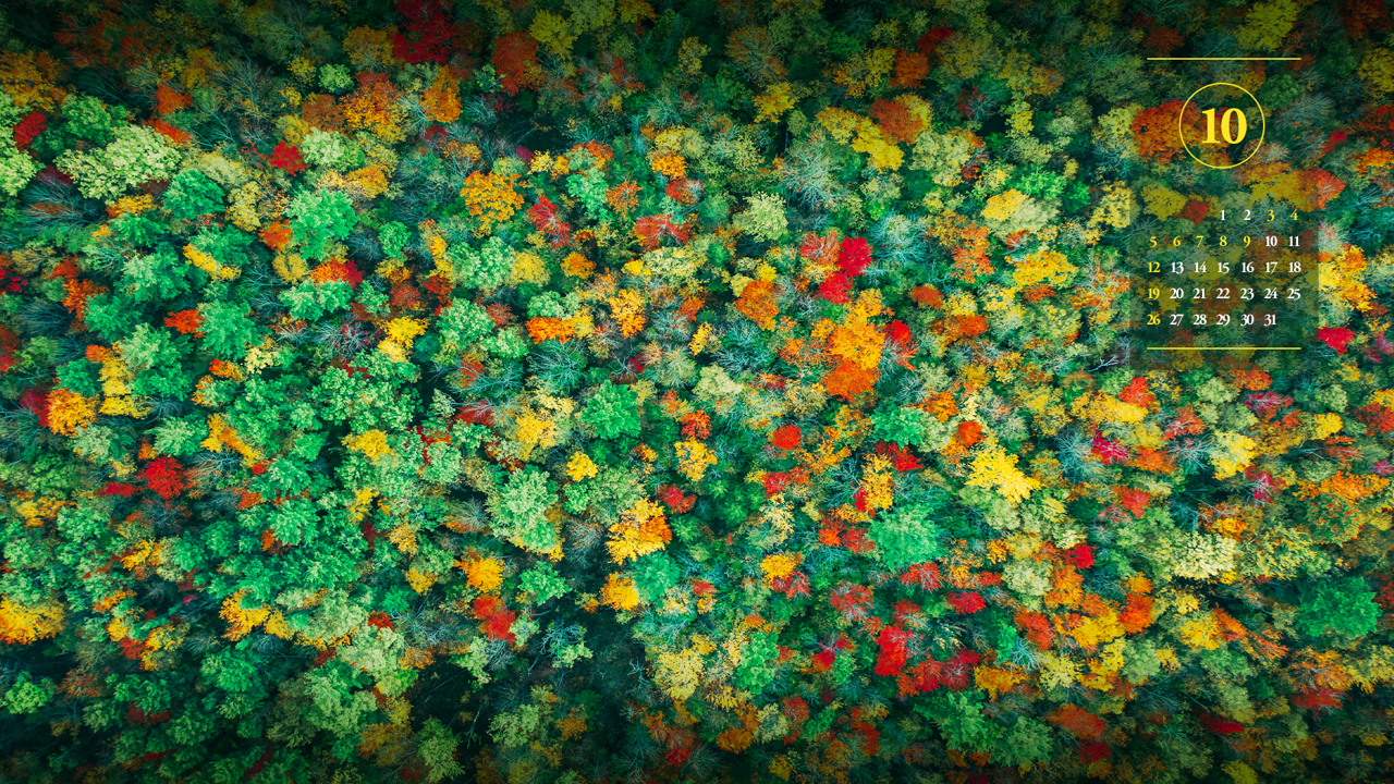 02 단풍숲 A - 2025년10월 노트북배경화면