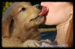 강아지의 입 핥기와 유대감: 사랑의 신호일까?