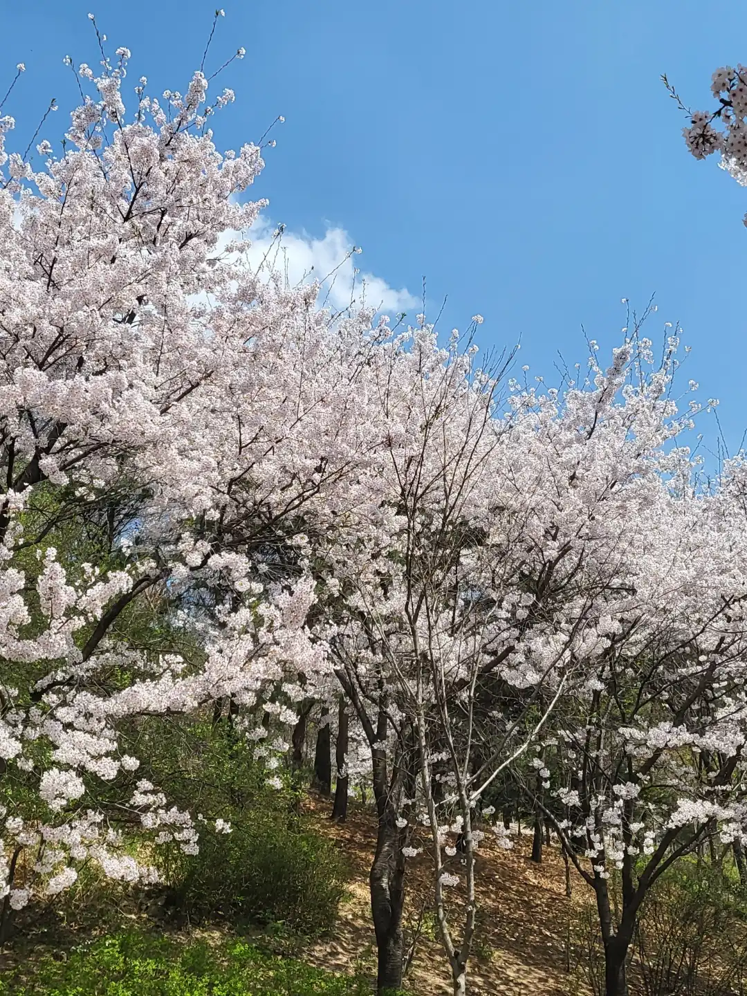 장미공원4