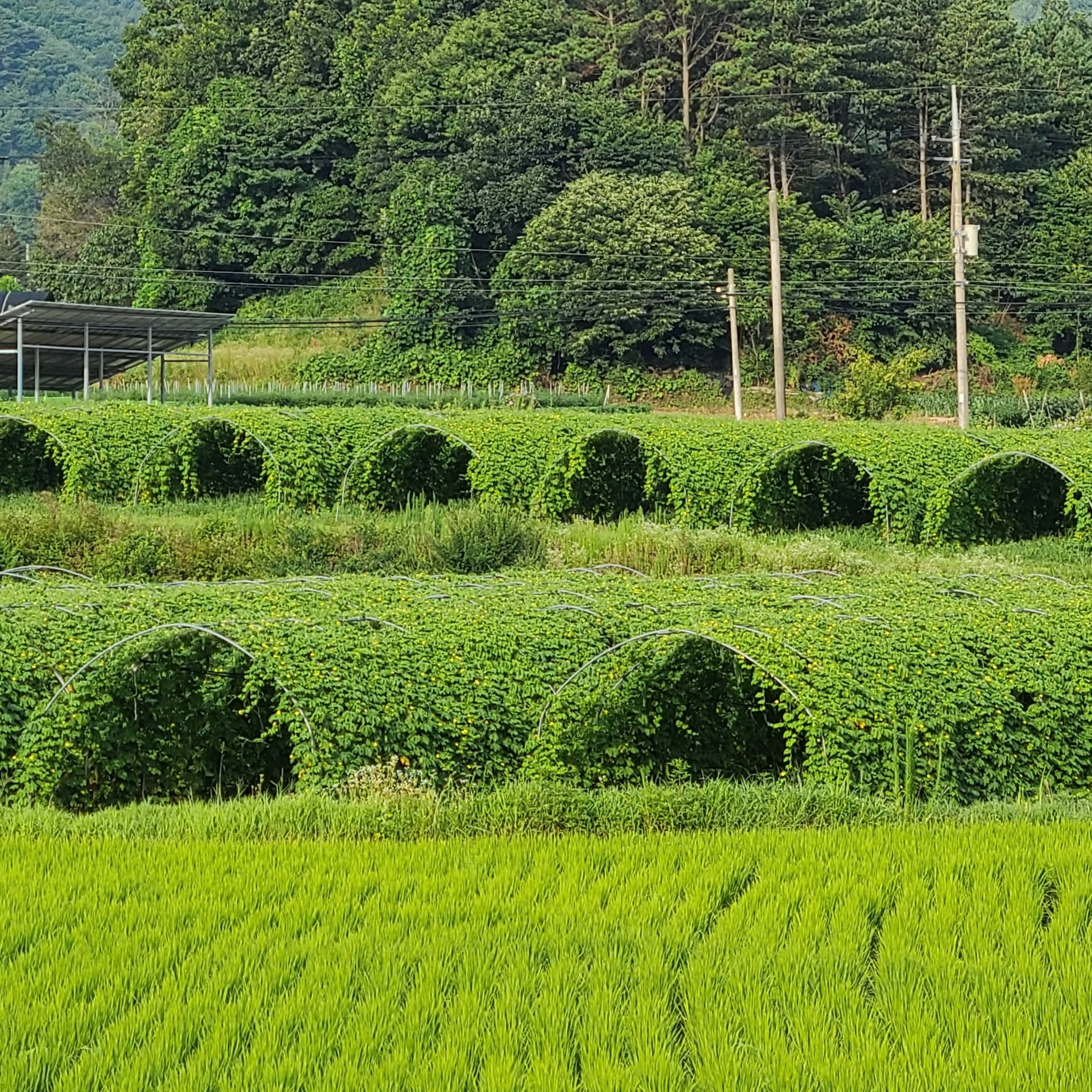 논농사_여주재배