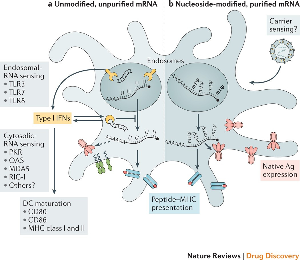 modified mRNA vaccine mechanism