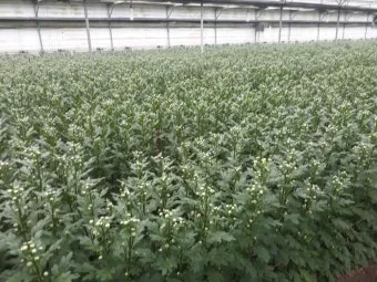 국화 재배 절화용 키우기 생장 조절 개화 유도_10