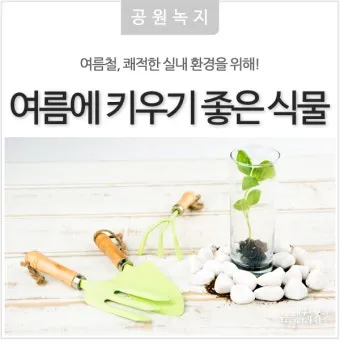 실내식물 여름철 관리 고온다습 통풍확보 물주기시간대 환기방법_30