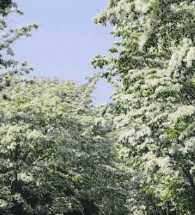 전주 이팝나무 철길 나무