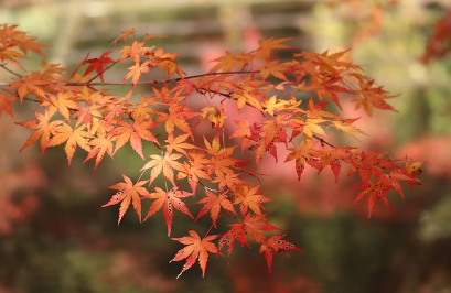 경기도 단풍 명소 곤지암 화담숲