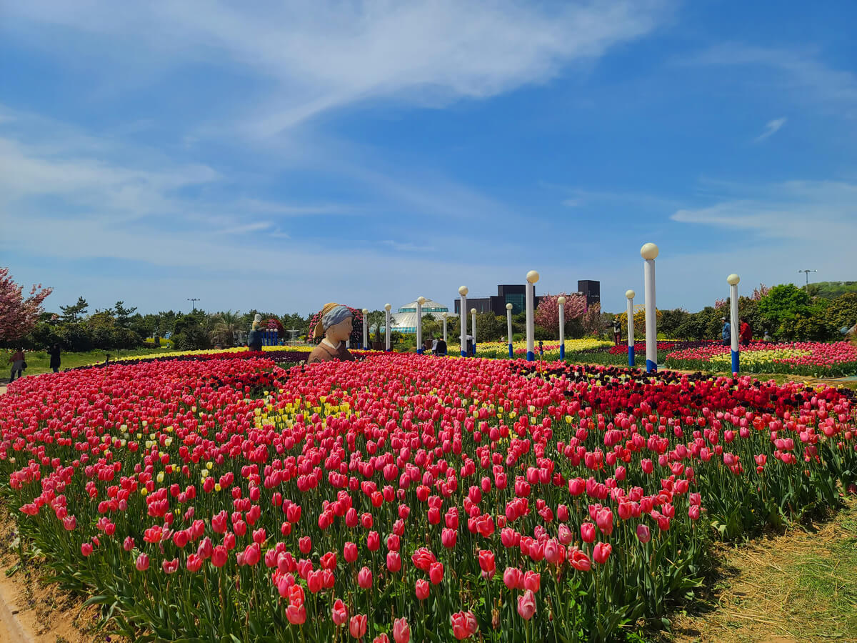 태안 튤립축제