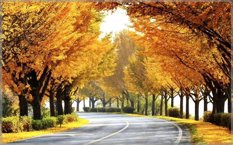 아산 은행나무길_1