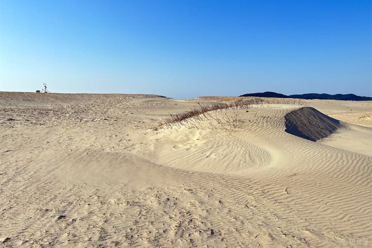 충남 태안 봄 여행지 BEST 3｜천리포수목원 목련(봄꽃)축제 주변 여행지