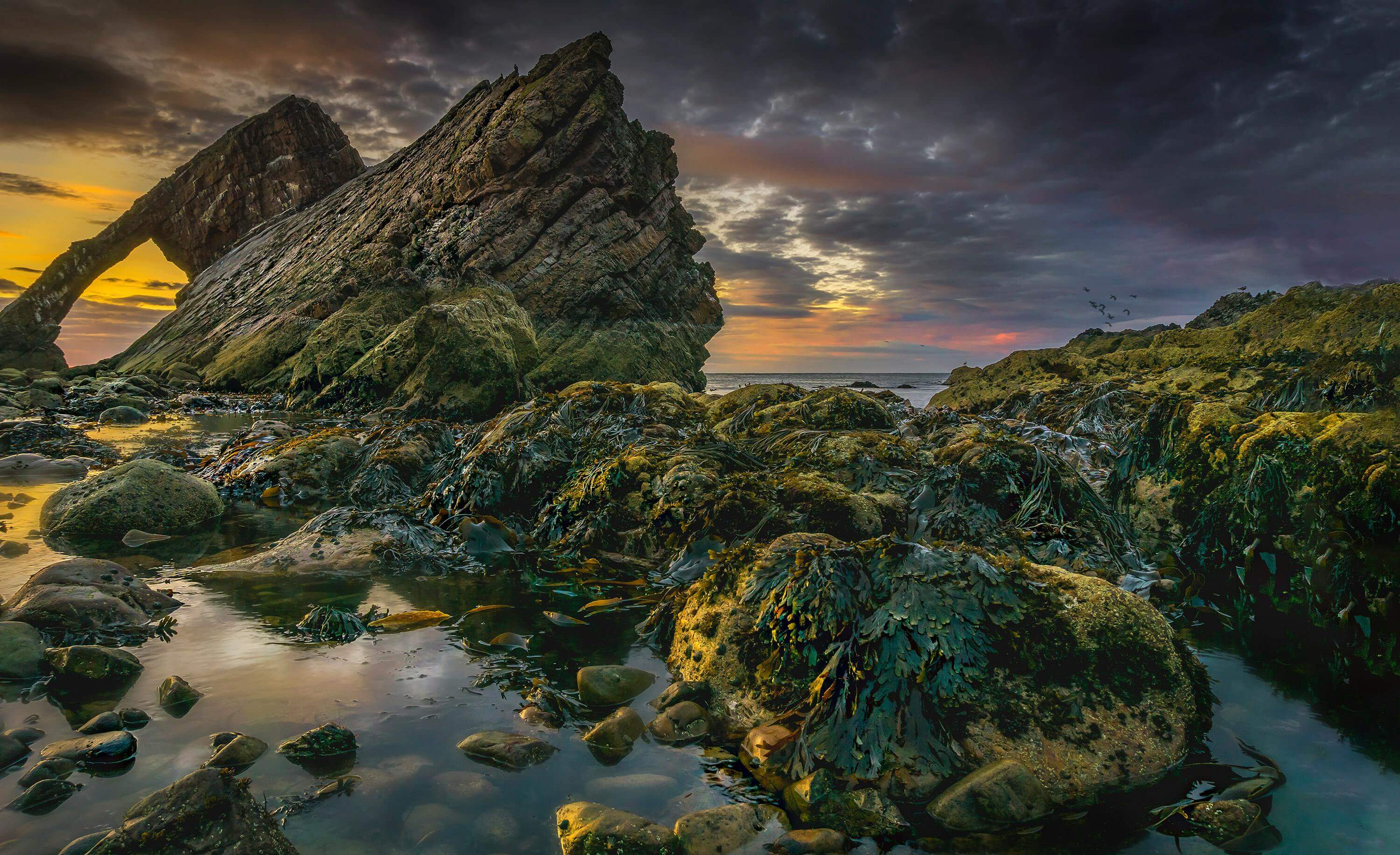 미역의-효능-중-항산화-작용하는-점과-관련된-사진