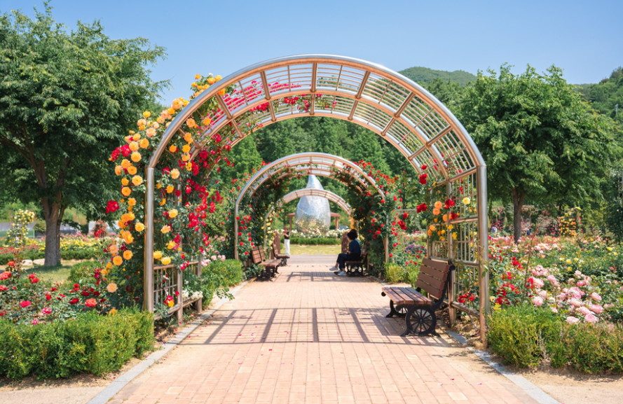 장성 평림댐 장미공원 장미