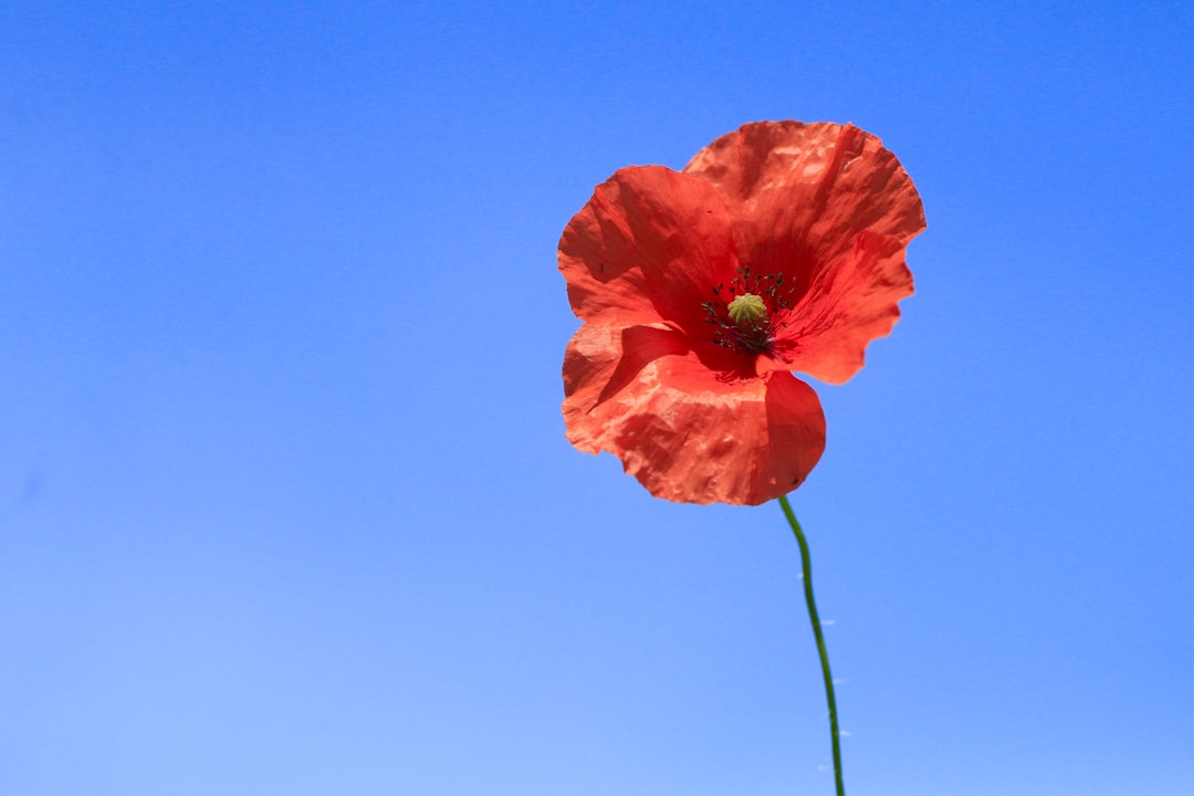 Poppy