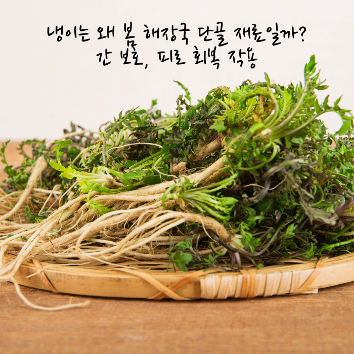 냉이는 왜 봄 해장국 단골 재료일까
간 보호, 피로 회복 작용