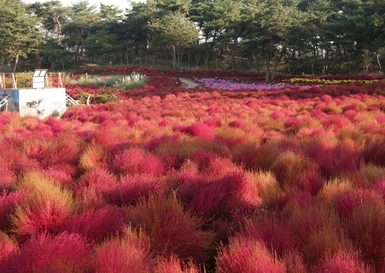 태안가을꽃박람회