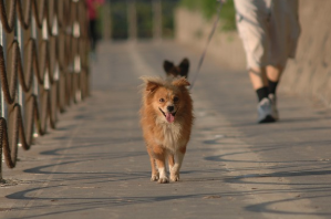 여름철 강아지 산책 적정 시간, 주의사항 정리(강아지 사람 온도차이)