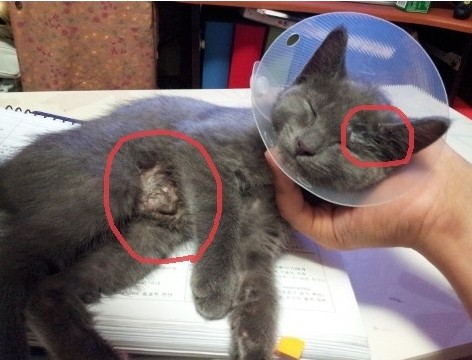 고양이 피부사상균증