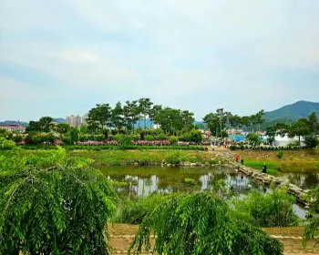 공주 수국축제 유구색동 수국 정원 꽃축제_30