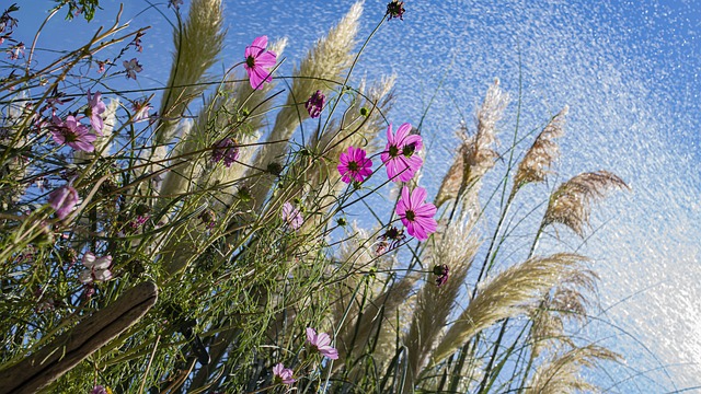갈대와 억새의 차이점부터 갈대뿌리(노근)효능, 명소 추천
