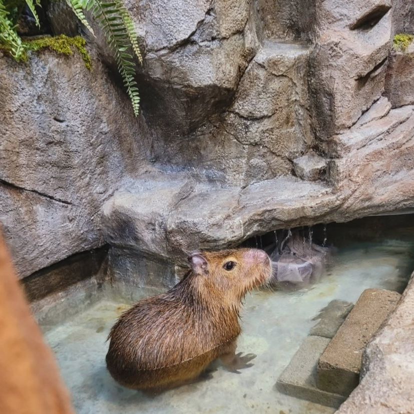 쥬니멀 동물원