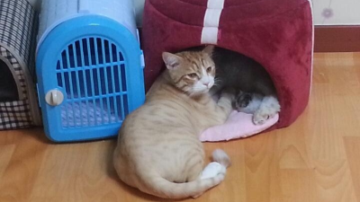 새끼고양이 첫 예방접종은 언제? 입양 후 확인할 접종 일정과 기록
