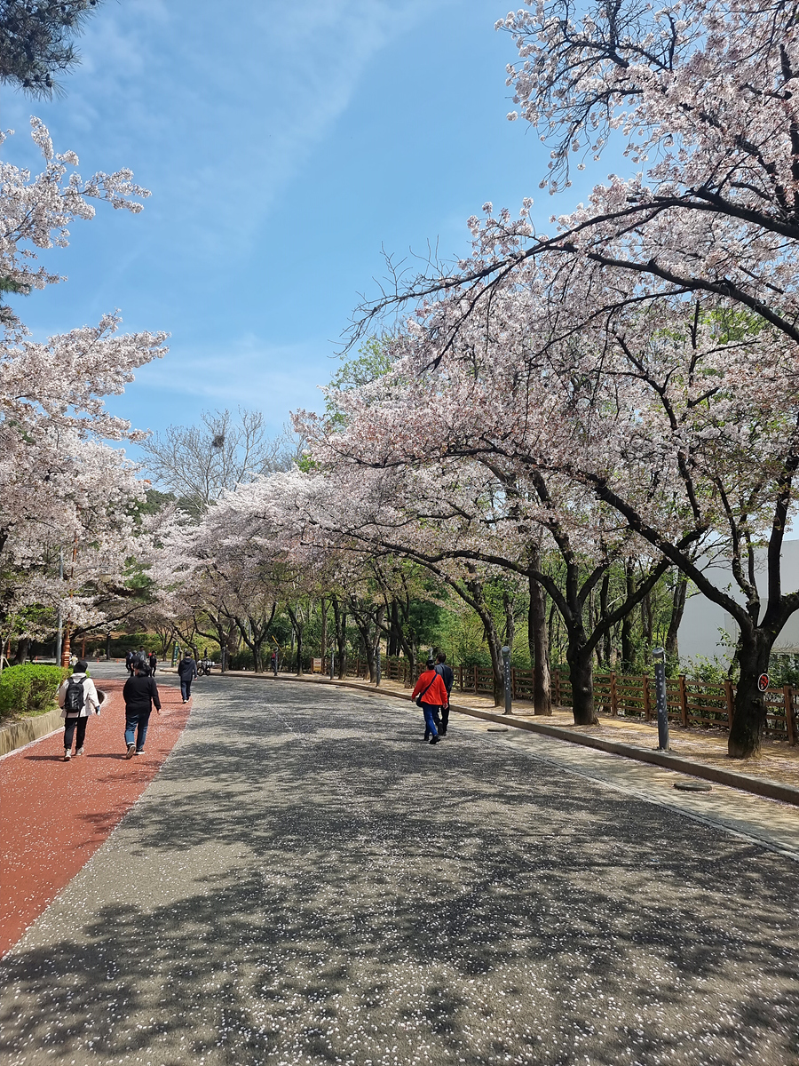 금용사 벚꽃길