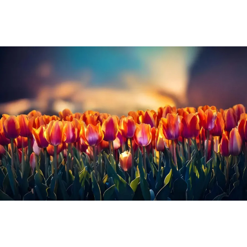 암스테르담 튤립