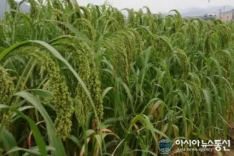 기장 재배 건조 토양 적합 파종 방법 탈곡 요령_6