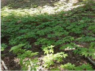 임업 직불금 신청 방법 관련 사진