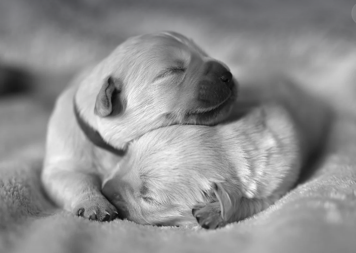 잠을 잘 자면 키가 더 자라는 과학적 원리성장 호르몬이 활성화되는 시간과 수면의 연관성