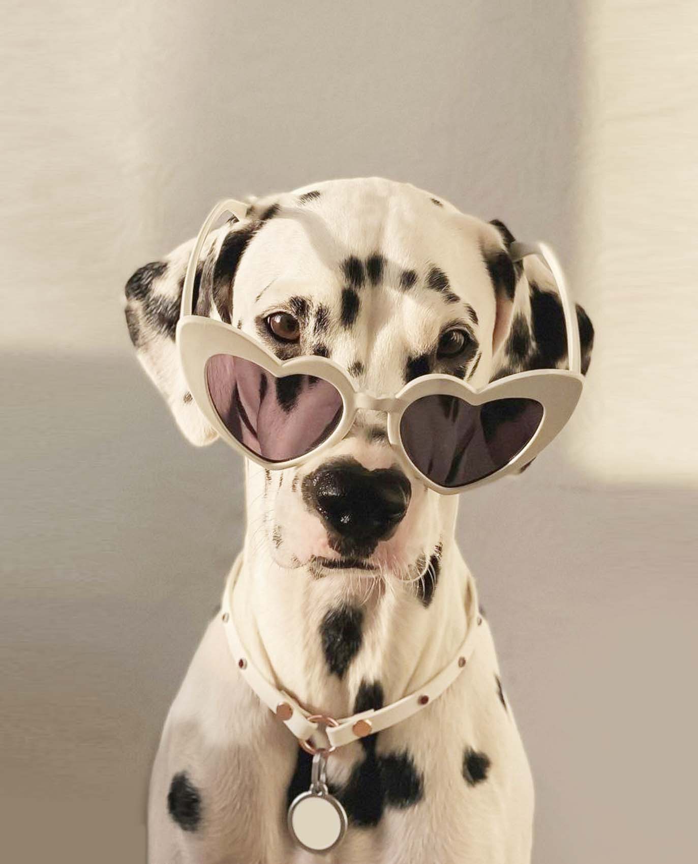 대형견 달마시안