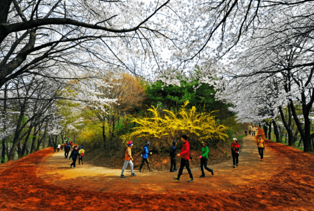 계족산 황토길(황톳길)