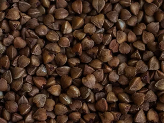 폴리페놀 성분의 메밀