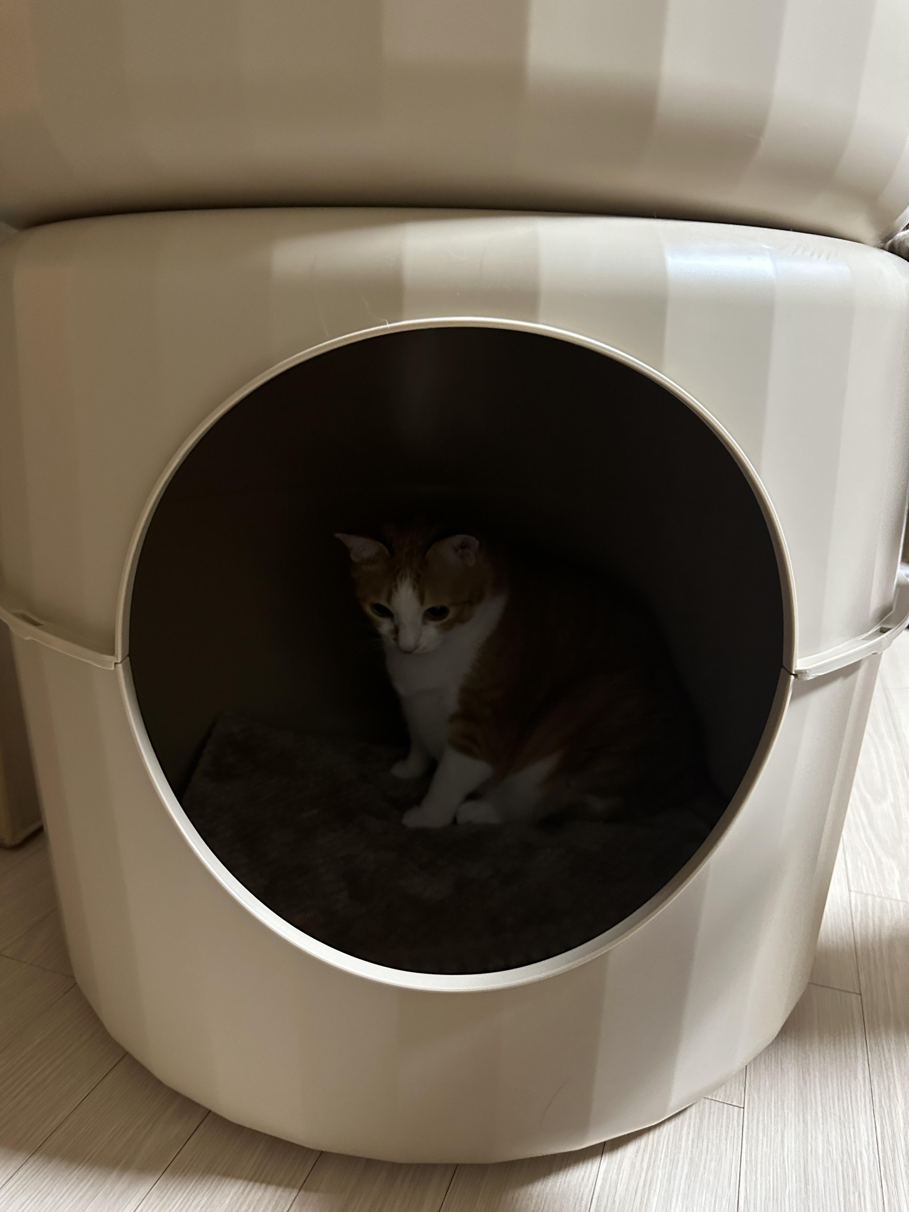 하우스1층에_들어가_있는_호야