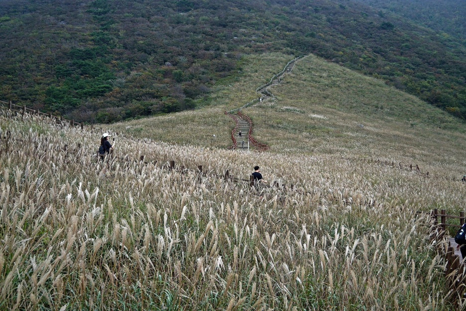 간월재 억새 풍경