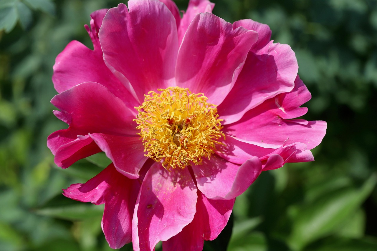 화순 동암마을 동면 작약단지