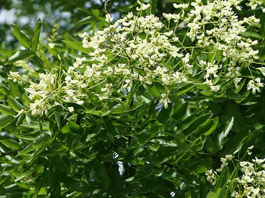 플로라필-원료-성분