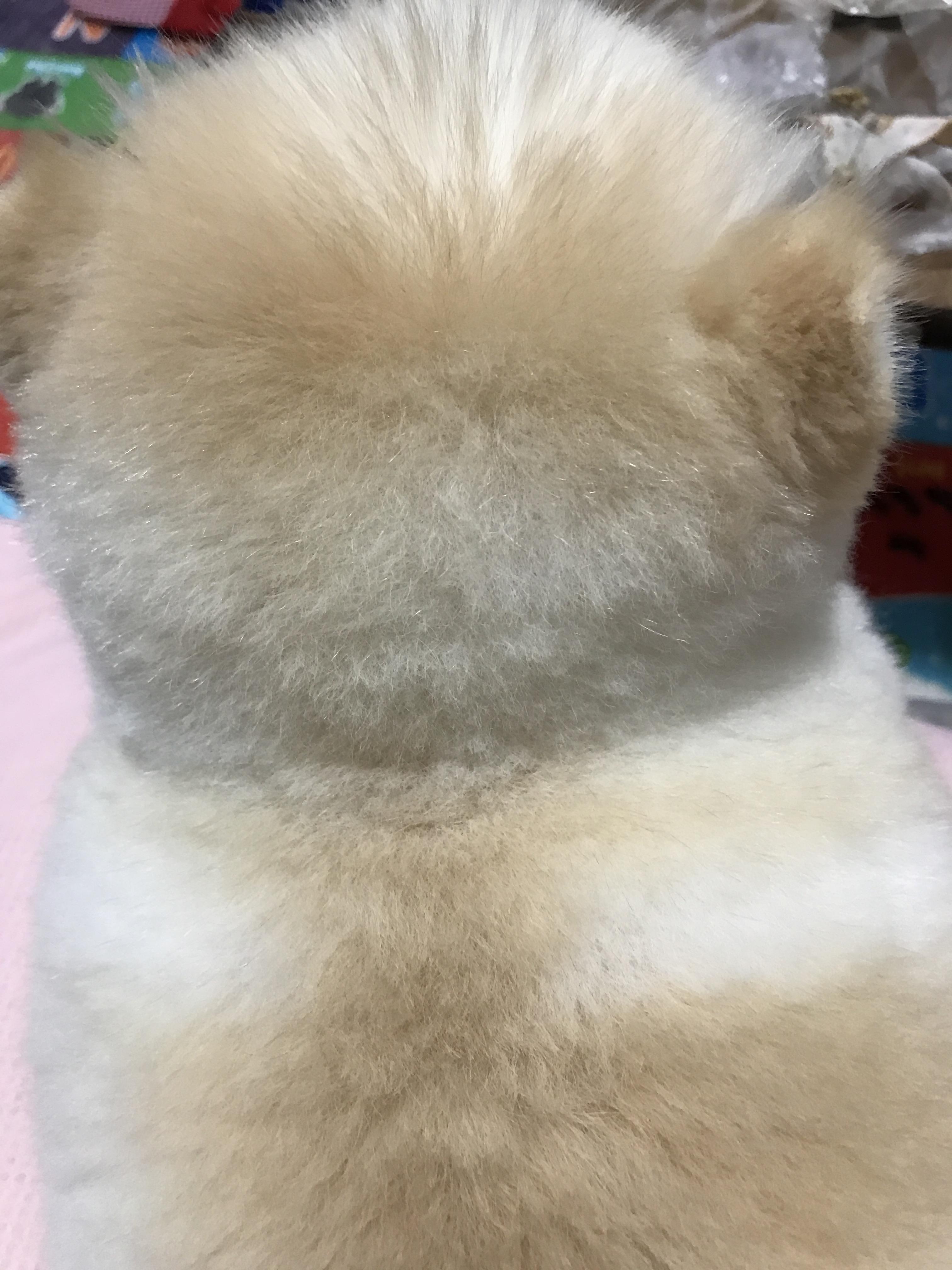 강아지 똥꼬스키의 이유 항문낭&amp;#44; 짜야 할까?