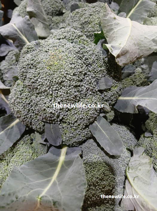 브로콜리 효능의 영양가치를 담은 실사진