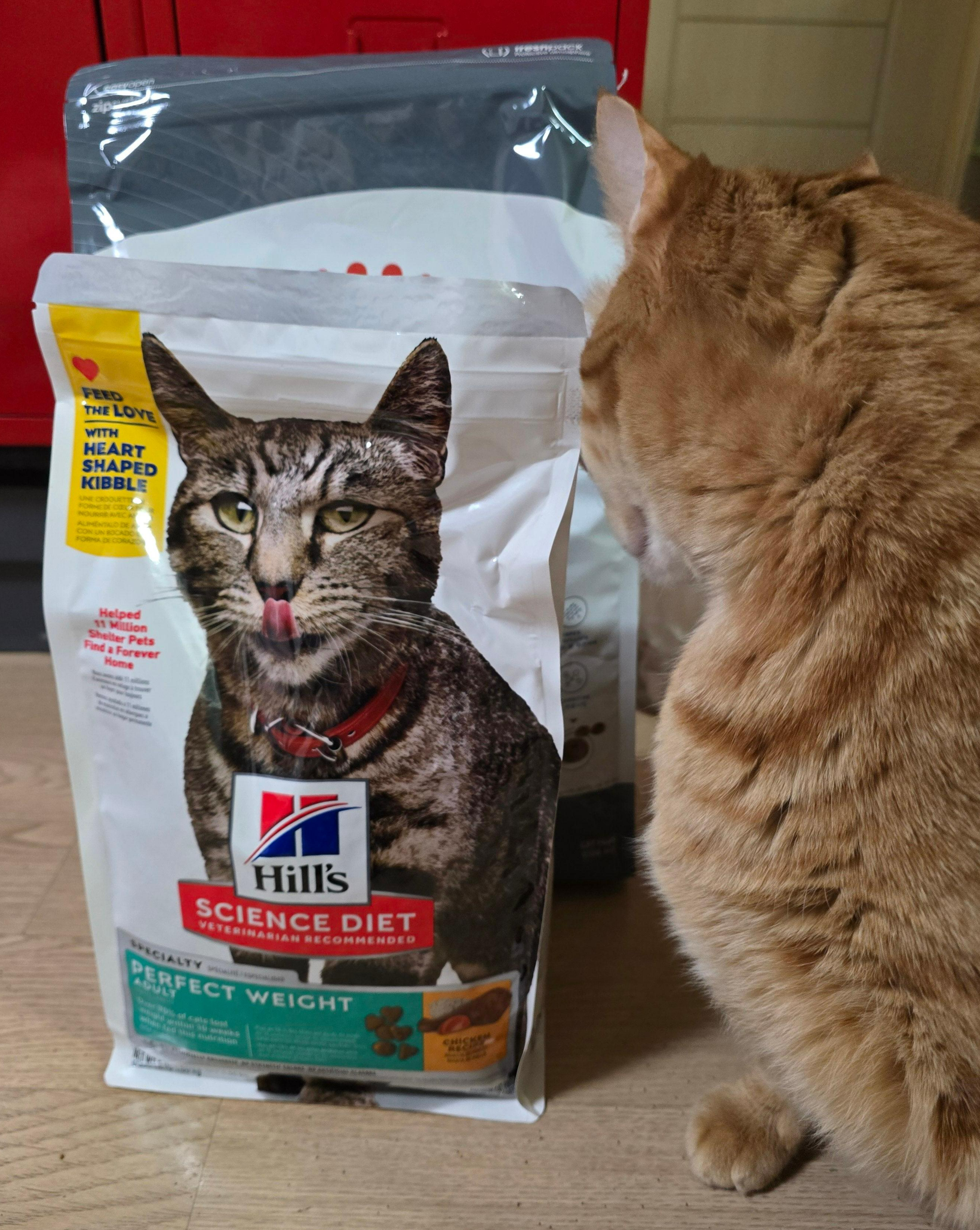 힐스 고양이 다이어트