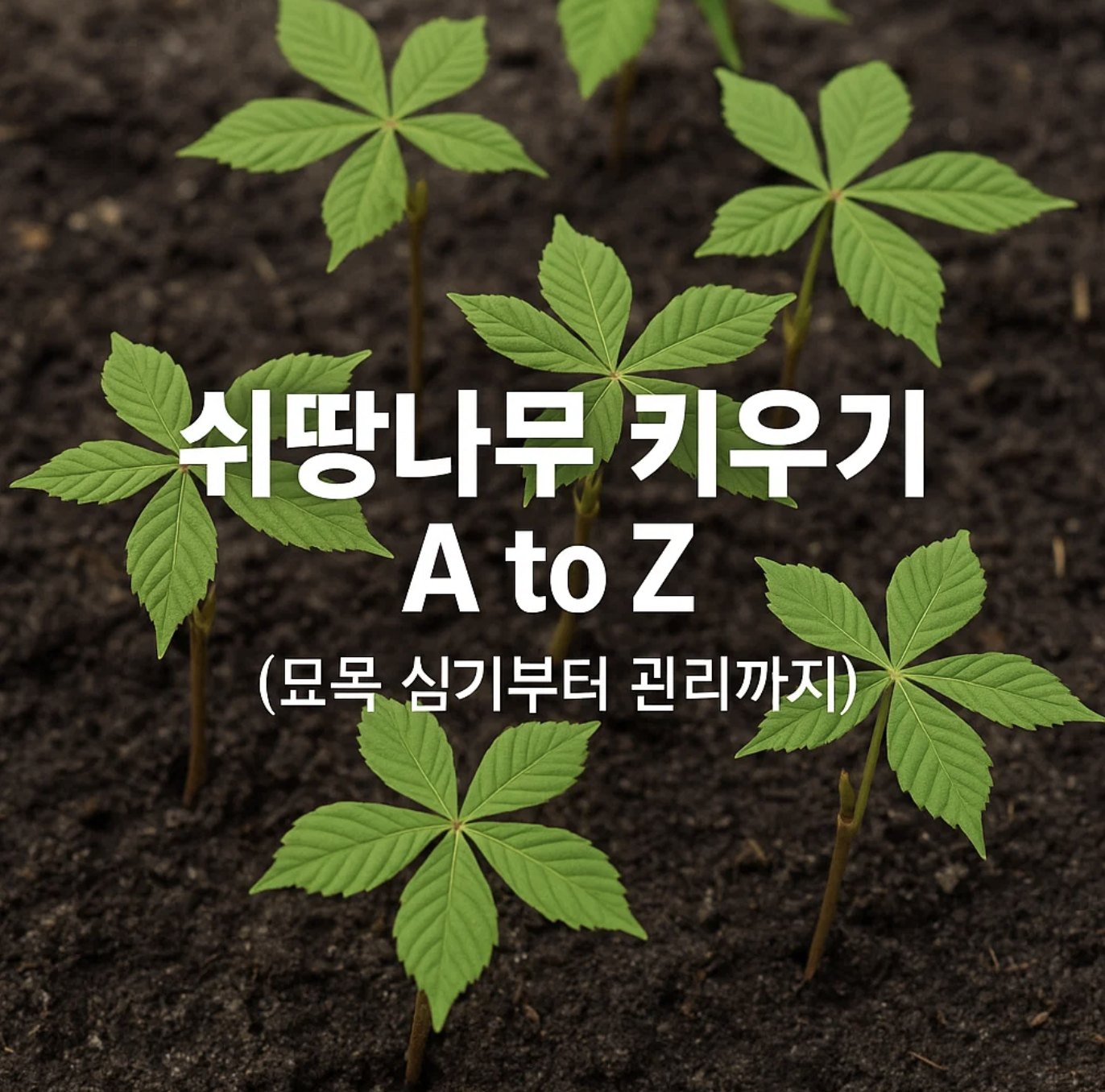 쉬땅나무 키우기 A to Z (묘목 심기부터 관리까지)