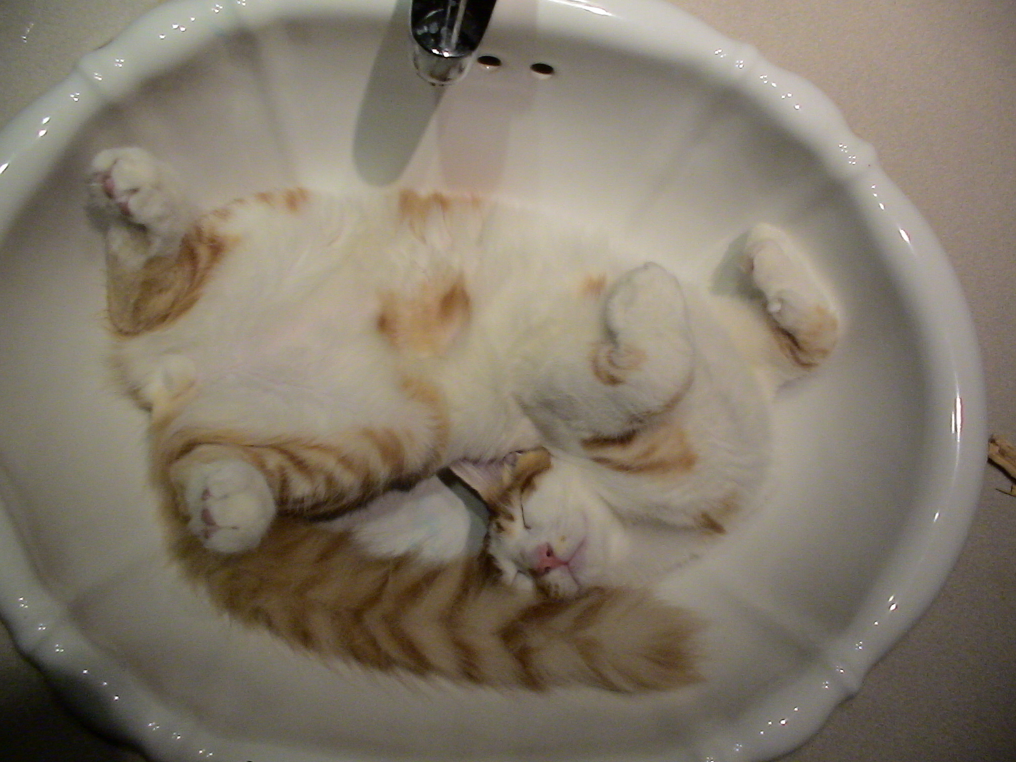 고양이 목욕 사진