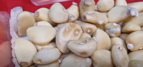 깐마늘 보관하는 법