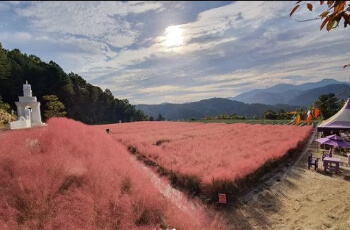 허브아일랜드 핑크뮬리_2