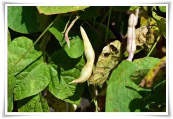 텃밭 "5월, 강낭콩 심으세요!" 콩알 콩알 재미가 톡톡, 쑥쑥 자라는 기쁨!
