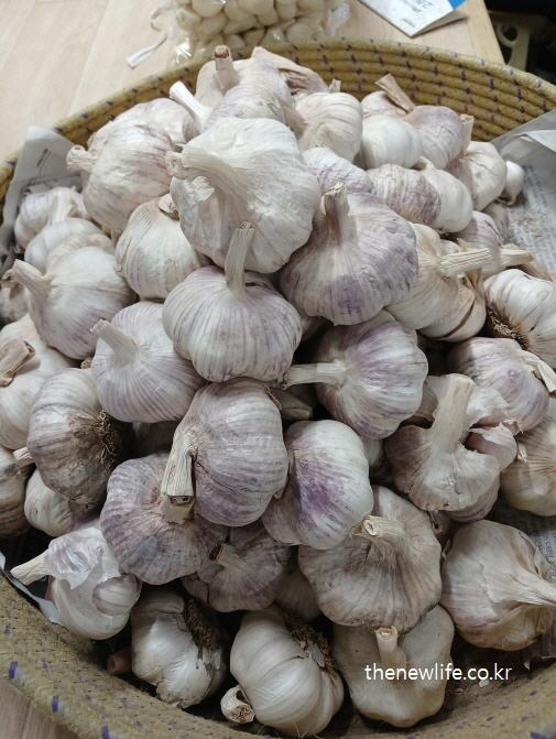 시장 바구니에 담긴 통마늘 – 생마늘 수확 후 정리된 실물 모습으로 신선도 확인을 돕는 사진
