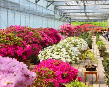 베어트리파크 철쭉축제 봄과 철쭉_22