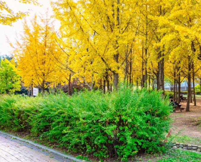 인천/명품/단풍/명소